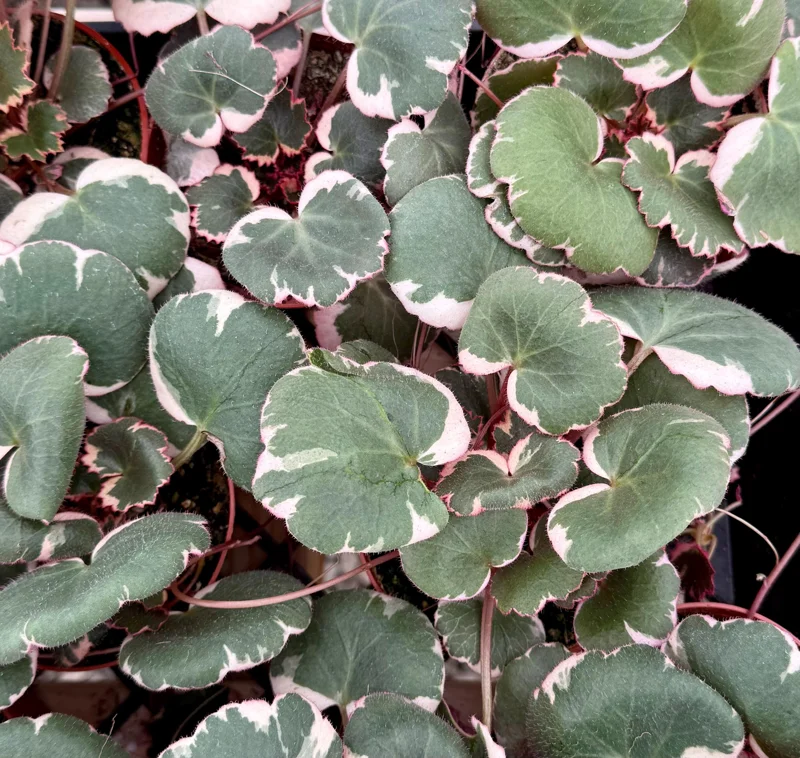 Variegated Strawberry Begonia Live Plant - Saxifraga Stolonifera, 4 Inch Pot Variegated Strawberry Begonia Live Plant - Saxifraga Stolonifera, 4 Inch Pot - Image 5