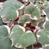 Variegated Strawberry Begonia Live Plant - Saxifraga Stolonifera, 4 Inch Pot - Image 1