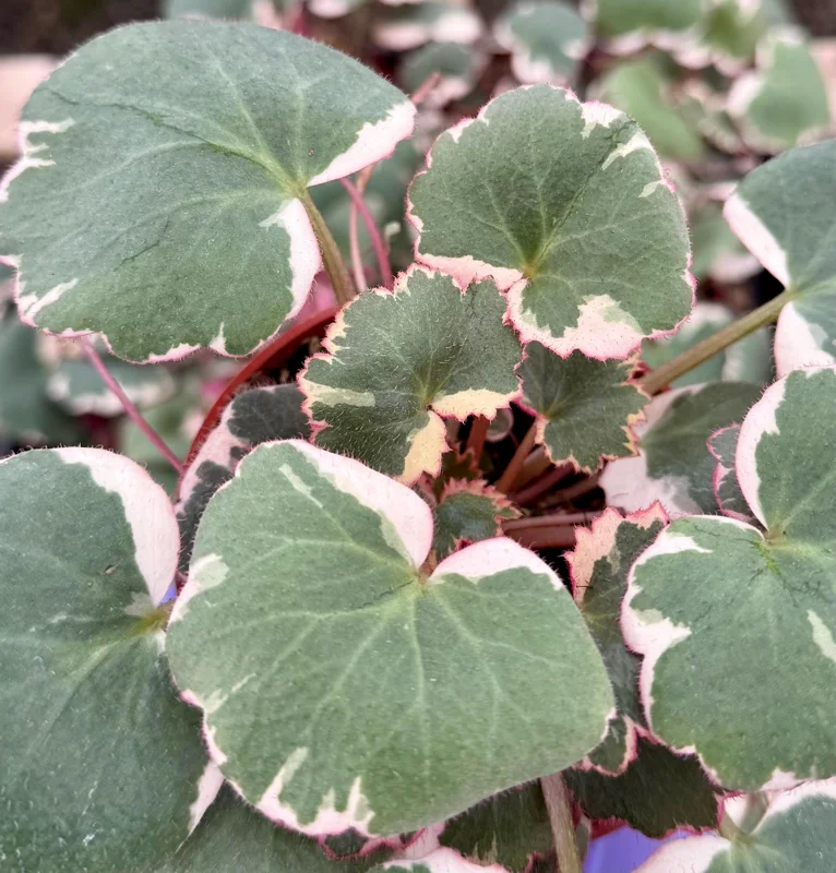 Variegated Strawberry Begonia Live Plant - Saxifraga Stolonifera, 4 Inch Pot Variegated Strawberry Begonia Live Plant - Saxifraga Stolonifera, 4 Inch Pot - Image 1