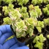 Variegated String of Buttons Live Plant - Crassula perforata Succulent - 2 Inch Pot Variegated String of Buttons Live Plant - Crassula perforata Succulent - 2 Inch Pot - Image 1