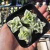 Variegated String of Buttons Live Plant – Crassula Perforata – 2in Pot – Indoor Succulent Variegated String of Buttons Live Plant – Crassula Perforata – 2in Pot – Indoor Succulent - Image 1