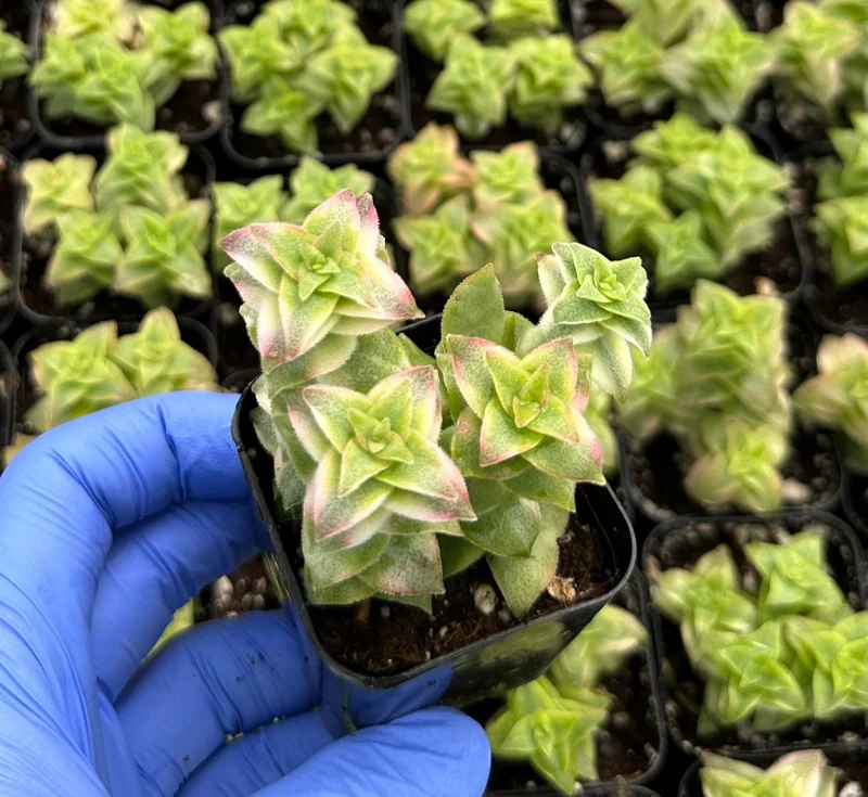Variegated String of Buttons Succulent Live Plant – Crassula perforata – 2 Inch Pot Variegated String of Buttons Succulent Live Plant – Crassula perforata – 2 Inch Pot - Image 2