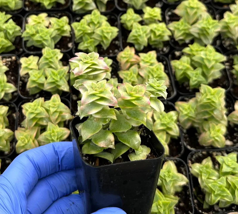 Variegated String of Buttons Succulent Live Plant – Crassula perforata – 2 Inch Pot Variegated String of Buttons Succulent Live Plant – Crassula perforata – 2 Inch Pot - Image 3