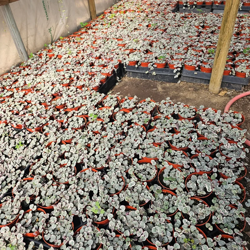 Variegated String of Hearts Live Plant – Ceropegia Woodii – Trailing Succulent – Indoor Decor Variegated String of Hearts Live Plant – Ceropegia Woodii – Trailing Succulent – Indoor Decor - Image 10