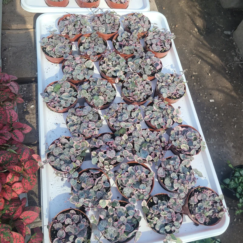 Variegated String of Hearts Live Plant – Ceropegia Woodii – Trailing Succulent – Indoor Decor Variegated String of Hearts Live Plant – Ceropegia Woodii – Trailing Succulent – Indoor Decor - Image 2