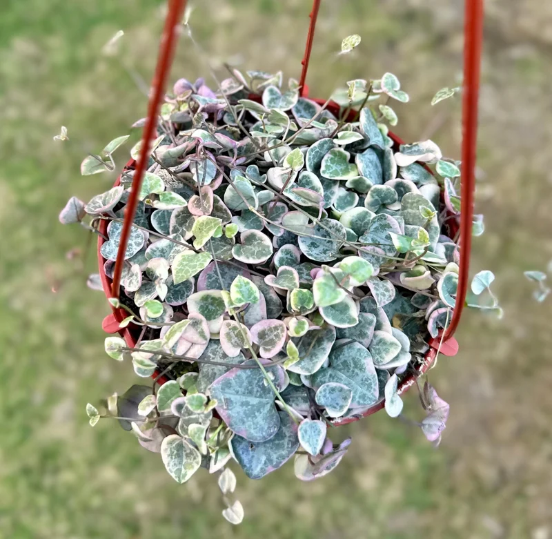 Variegated String of Hearts Live Plant - Ceropegia Woodii Variegata - 2, 4, or 6 Inch Pot - Indoor Succulent - Image 2