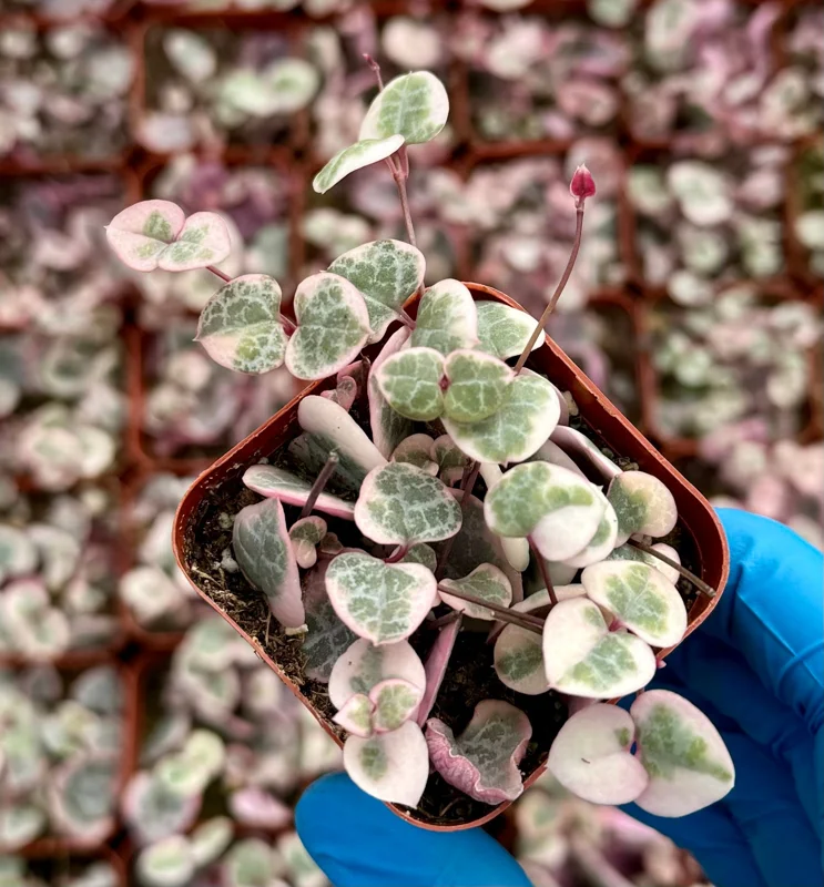 Variegated String of Hearts Live Plant - Ceropegia Woodii Variegata - 2, 4, or 6 Inch Pot - Indoor Succulent Variegated String of Hearts Live Plant - Ceropegia Woodii Variegata - 2, 4, or 6 Inch Pot - Indoor Succulent - Image 3