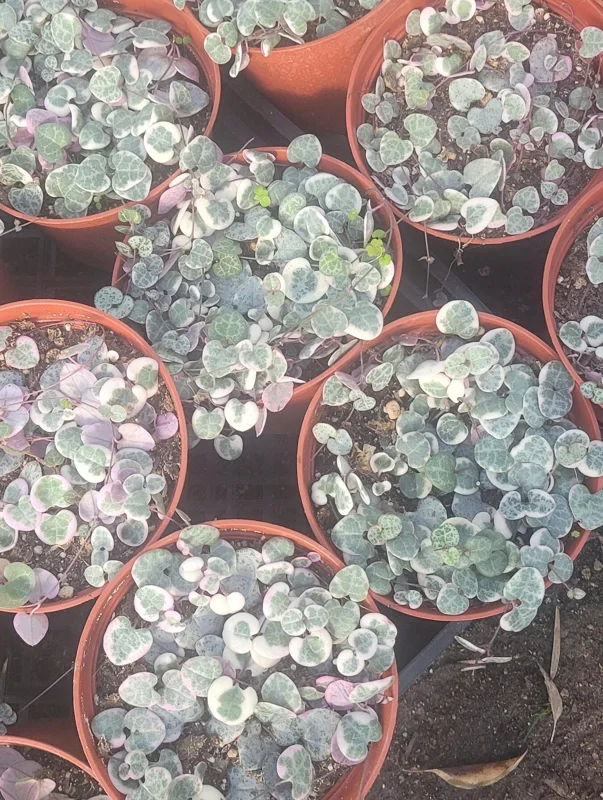 Variegated String of Hearts Live Plant – Ceropegia Woodii – Trailing Succulent – Indoor Decor Variegated String of Hearts Live Plant – Ceropegia Woodii – Trailing Succulent – Indoor Decor - Image 3