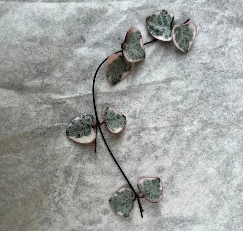 Variegated String of Hearts Live Plant - Ceropegia Woodii Variegata - 2, 4, or 6 Inch Pot - Indoor Succulent Variegated String of Hearts Live Plant - Ceropegia Woodii Variegata - 2, 4, or 6 Inch Pot - Indoor Succulent - Image 4