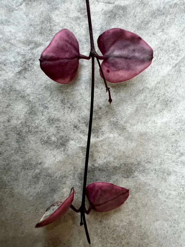 Variegated String of Hearts Live Plant - Ceropegia Woodii Variegata - 2, 4, or 6 Inch Pot - Indoor Succulent Variegated String of Hearts Live Plant - Ceropegia Woodii Variegata - 2, 4, or 6 Inch Pot - Indoor Succulent - Image 5