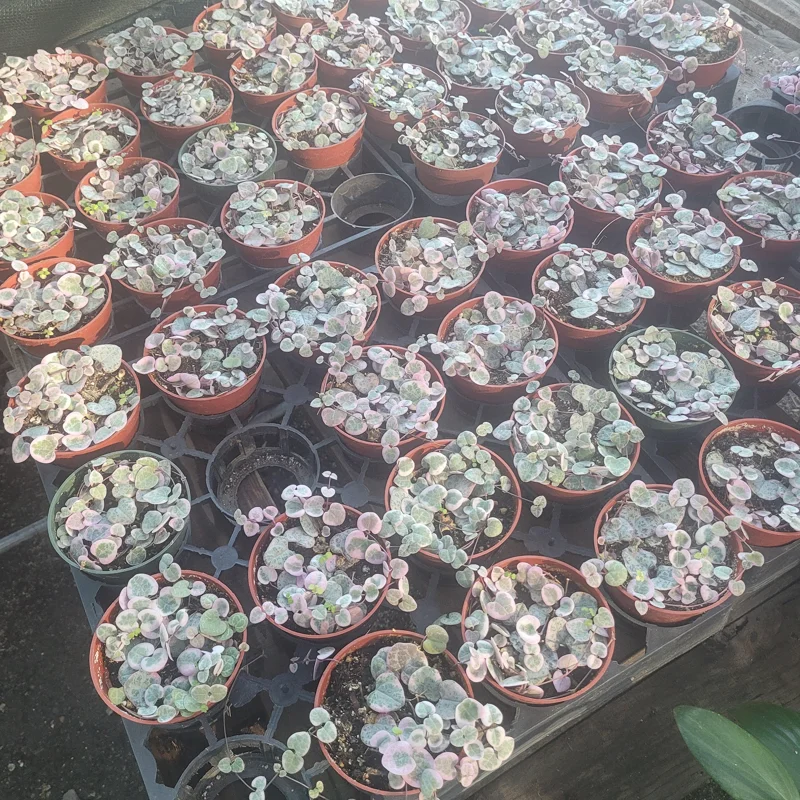 Variegated String of Hearts Live Plant – Ceropegia Woodii – Trailing Succulent – Indoor Decor Variegated String of Hearts Live Plant – Ceropegia Woodii – Trailing Succulent – Indoor Decor - Image 5