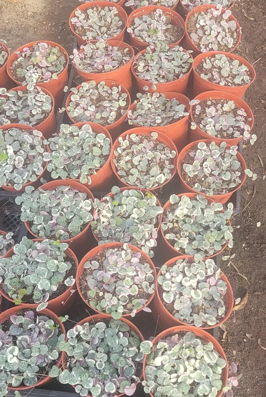 Variegated String of Hearts Live Plant – Ceropegia Woodii – Trailing Succulent – Indoor Decor Variegated String of Hearts Live Plant – Ceropegia Woodii – Trailing Succulent – Indoor Decor - Image 7