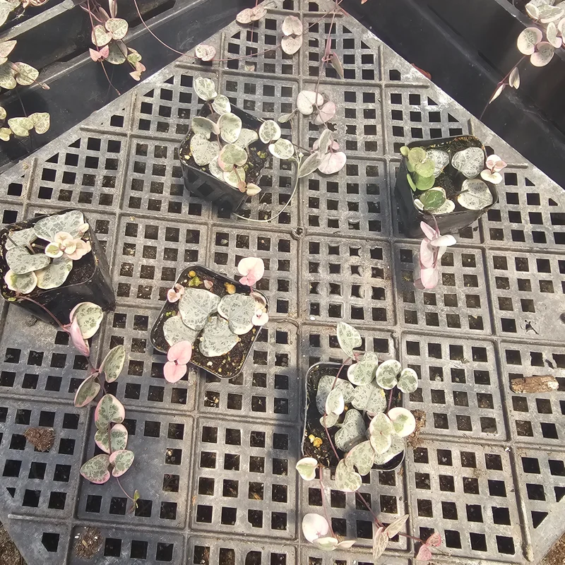 Variegated String of Hearts Live Plant – Ceropegia Woodii – Trailing Succulent – Indoor Decor Variegated String of Hearts Live Plant – Ceropegia Woodii – Trailing Succulent – Indoor Decor - Image 9