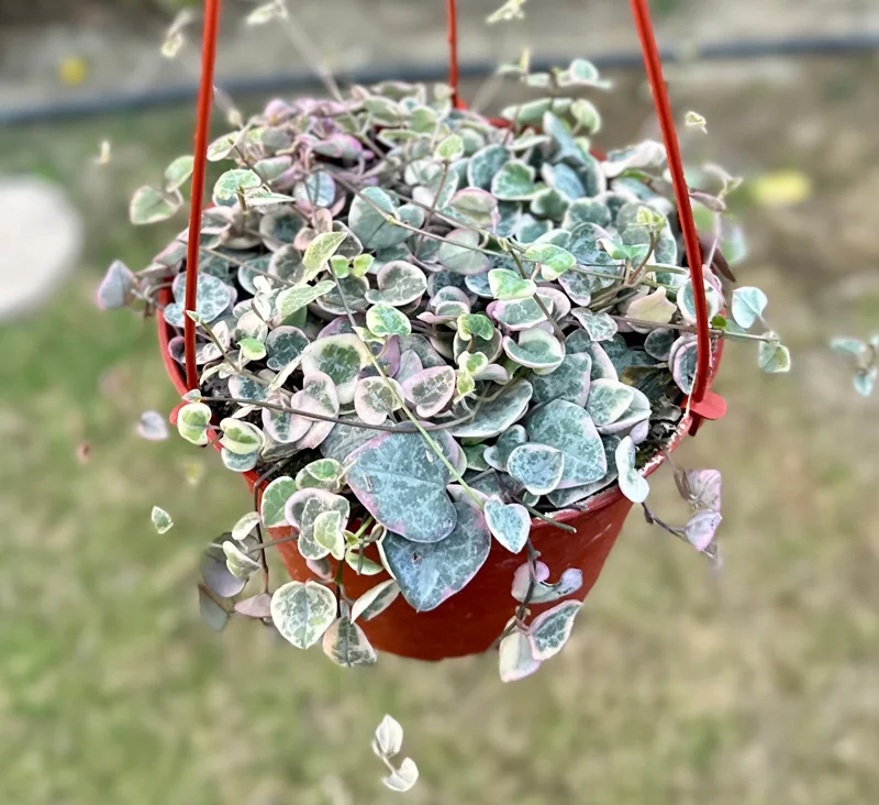 Variegated String of Hearts Live Plant - Ceropegia Woodii Variegata - 2, 4, or 6 Inch Pot - Indoor Succulent - Image 1