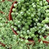 Variegated String of Pearls Live Plant - Curio rowleyanus 'Variegata' - 4 Inch Pot - Indoor Succulent - Image 1