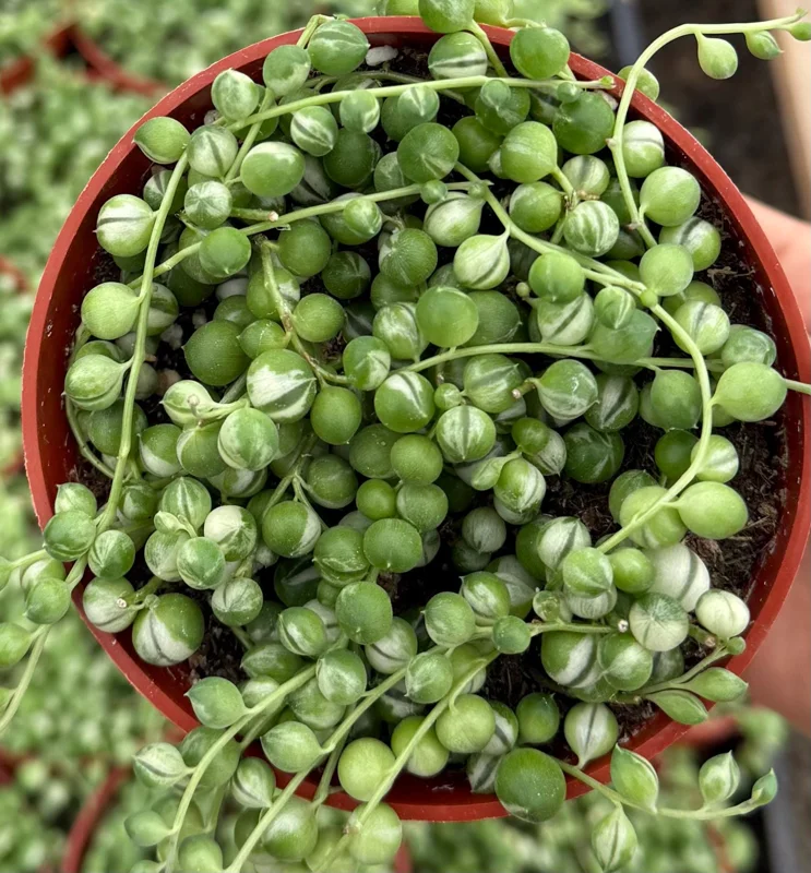 Variegated String of Pearls Live Plant - Curio rowleyanus 'Variegata' - 4 Inch Pot - Indoor Succulent Variegated String of Pearls Live Plant - Curio rowleyanus 'Variegata' - 4 Inch Pot - Indoor Succulent - Image 2
