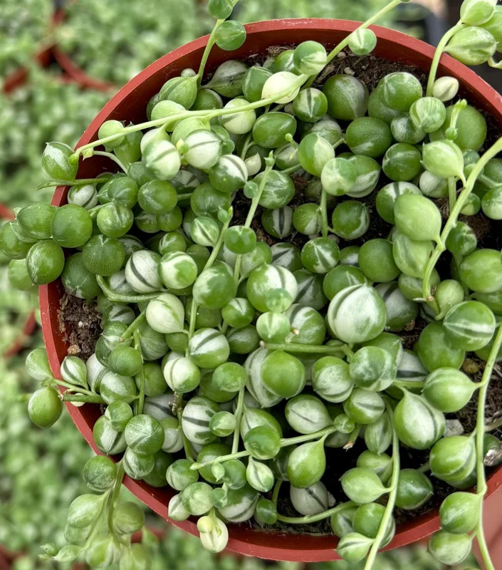 Variegated String of Pearls Live Plant - Curio rowleyanus 'Variegata' - 4 Inch Pot - Indoor Succulent Variegated String of Pearls Live Plant - Curio rowleyanus 'Variegata' - 4 Inch Pot - Indoor Succulent - Image 3