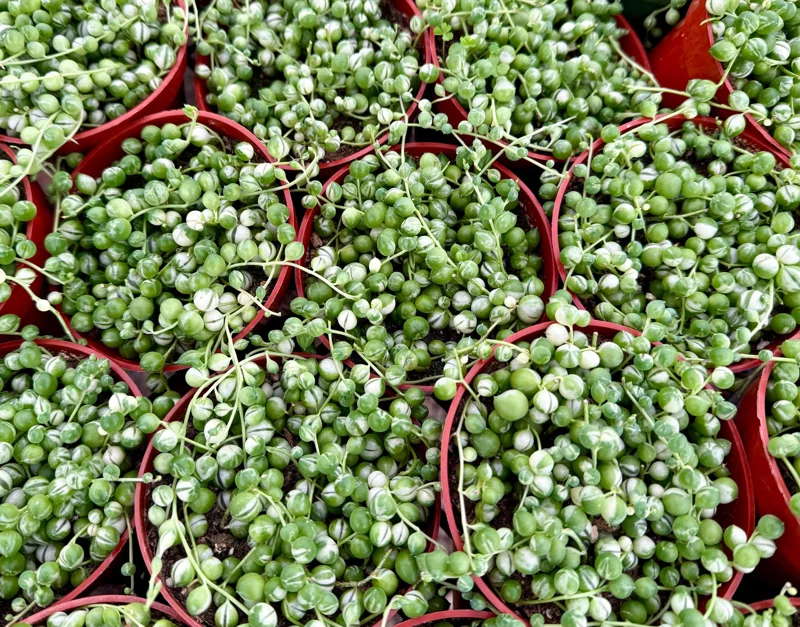 Variegated String of Pearls Live Plant - Curio rowleyanus 'Variegata' - 4 Inch Pot - Indoor Succulent Variegated String of Pearls Live Plant - Curio rowleyanus 'Variegata' - 4 Inch Pot - Indoor Succulent - Image 4