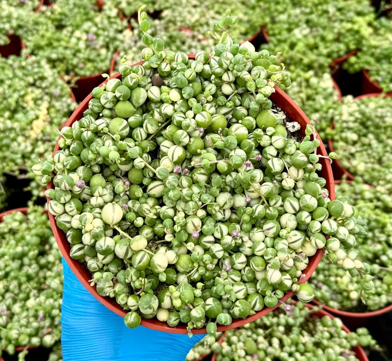 Variegated String of Pearls Live Plant – Senecio Rowleyanus 'Variegatus' – Trailing Succulent – 2, 4, 6 Inch Pot Variegated String of Pearls Live Plant – Senecio Rowleyanus 'Variegatus' – Trailing Succulent – 2, 4, 6 Inch Pot - Image 2
