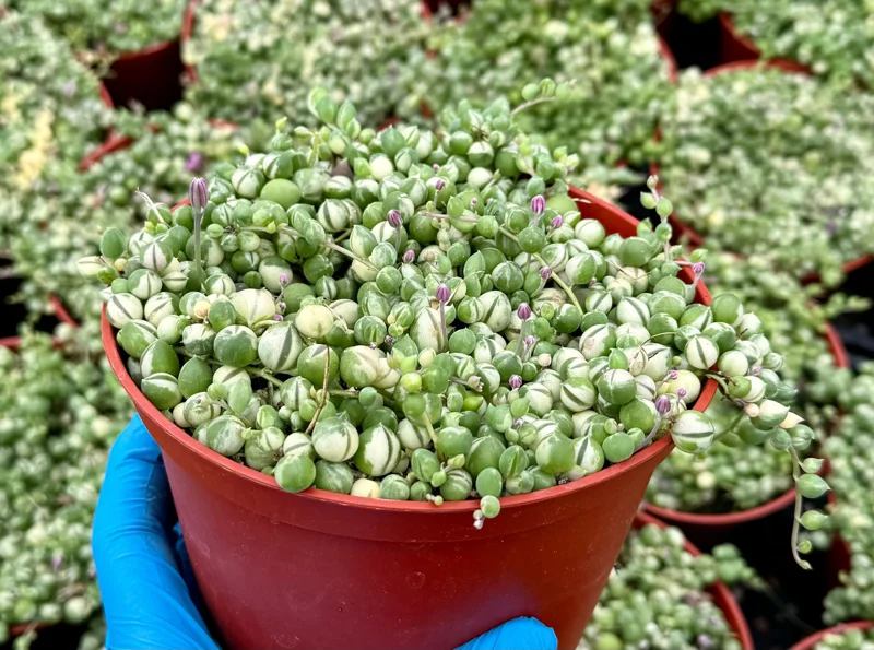 Variegated String of Pearls Live Plant – Senecio Rowleyanus 'Variegatus' – Trailing Succulent – 2, 4, 6 Inch Pot Variegated String of Pearls Live Plant – Senecio Rowleyanus 'Variegatus' – Trailing Succulent – 2, 4, 6 Inch Pot - Image 3