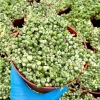 Variegated String of Pearls Live Plant – Senecio Rowleyanus 'Variegatus' – Trailing Succulent – 2, 4, 6 Inch Pot Variegated String of Pearls Live Plant – Senecio Rowleyanus 'Variegatus' – Trailing Succulent – 2, 4, 6 Inch Pot - Image 1