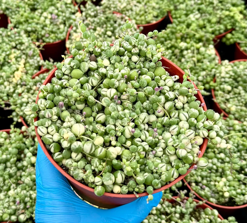 Variegated String of Pearls Live Plant – Senecio Rowleyanus 'Variegatus' – Trailing Succulent – 2, 4, 6 Inch Pot Variegated String of Pearls Live Plant – Senecio Rowleyanus 'Variegatus' – Trailing Succulent – 2, 4, 6 Inch Pot - Image 1
