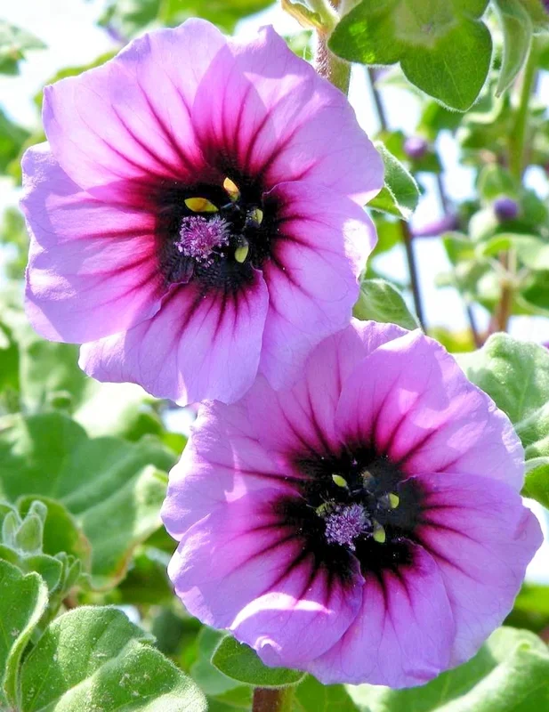 Variegated Tree Mallow Seeds - 50 Count Lavatera Arborea Var. White Splashed Leaves, Outdoor Perennial - Image 2