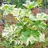 Variegated Tree Mallow Seeds - 50 Count Lavatera Arborea Var. White Splashed Leaves, Outdoor Perennial - Image 1