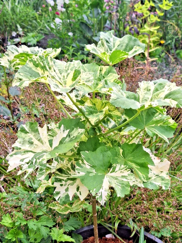 Variegated Tree Mallow Seeds - 50 Count Lavatera Arborea Var. White Splashed Leaves, Outdoor Perennial - Image 1