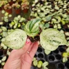 Variegated Watermelon Peperomia Plant - Live Houseplant, 2 Inch Pot - Image 1