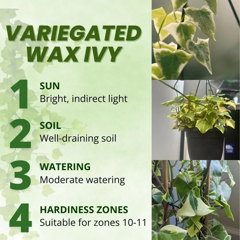 Variegated Wax Ivy Live Plant – Trailing Houseplant for Indoor Planting Variegated Wax Ivy Live Plant – Trailing Houseplant for Indoor Planting - Image 2