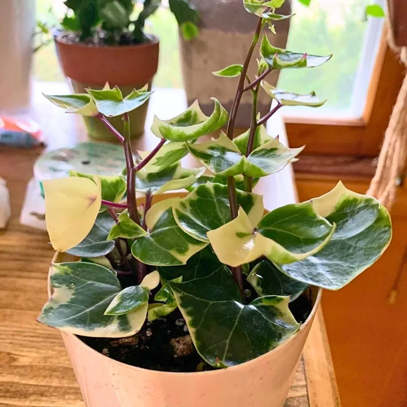 Variegated Wax Ivy Live Plant – Trailing Houseplant for Indoor Planting Variegated Wax Ivy Live Plant – Trailing Houseplant for Indoor Planting - Image 5