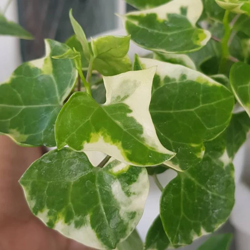 Variegated Wax Ivy Live Plant – Trailing Houseplant for Indoor Planting Variegated Wax Ivy Live Plant – Trailing Houseplant for Indoor Planting - Image 6