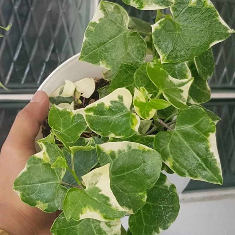 Variegated Wax Ivy Live Plant – Trailing Houseplant for Indoor Planting Variegated Wax Ivy Live Plant – Trailing Houseplant for Indoor Planting - Image 7
