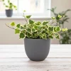 Variegated Wax Ivy Live Plant – Trailing Houseplant for Indoor Display - Image 1