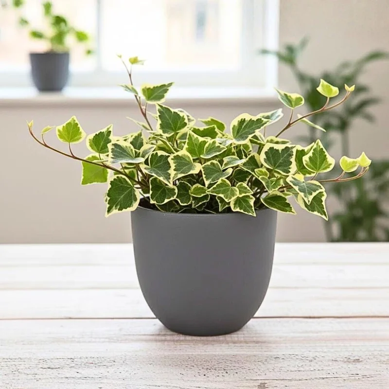 Variegated Wax Ivy Live Plant – Trailing Houseplant for Indoor Display - Image 1