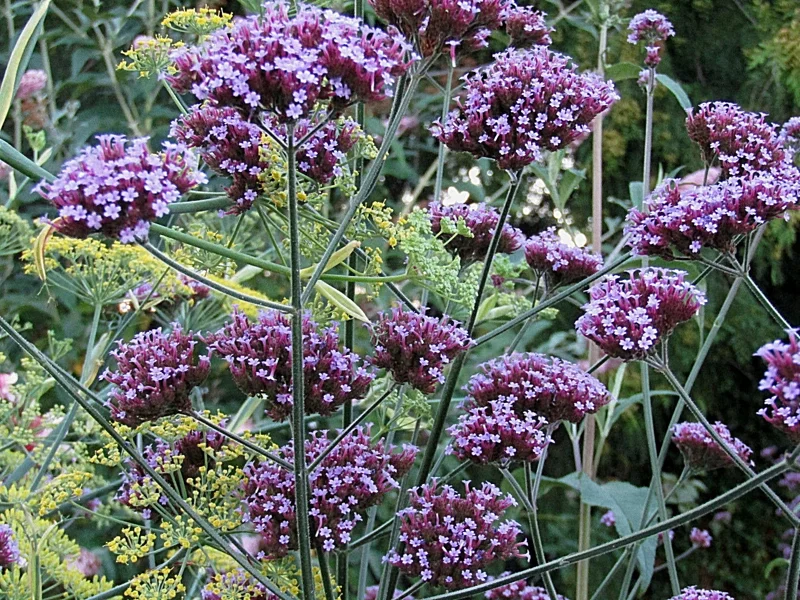 Verbena Bonariensis Seeds - 240 Purple Top Verbena Flower Seeds, Easy Grow Outdoor Perennial - Image 2