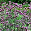 Verbena Bonariensis Seeds - 240 Purple Top Verbena Flower Seeds, Easy Grow Outdoor Perennial - Image 1