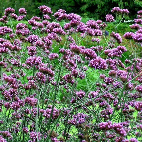 Verbena Bonariensis Seeds - 240 Purple Top Verbena Flower Seeds, Easy Grow Outdoor Perennial - Image 1