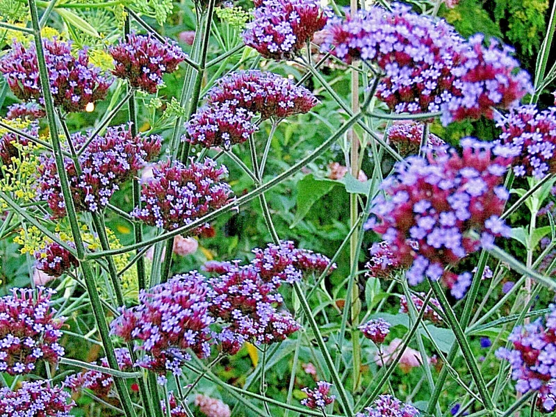 Verbena Bonariensis Seeds - 250 Count, Tall Purple Flowers, Hardy Perennial - Image 2