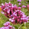 Verbena Bonariensis Seeds - 250 Count, Tall Purple Flowers, Hardy Perennial - Image 1