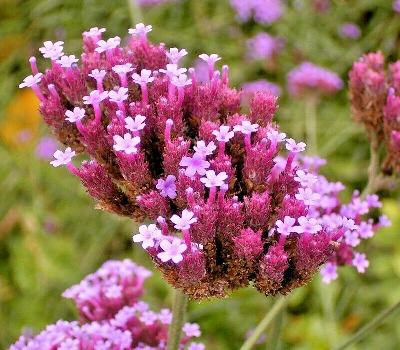 Verbena Bonariensis Seeds - 250 Count, Tall Purple Flowers, Hardy Perennial - Image 1