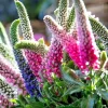 Veronica Llongifolia Speedwell Seeds - 162 Seeds, Blue & Pink Perennial Flowers, Outdoor - Image 1