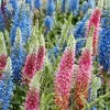 Veronica Longifolia Seeds, 160 Seeds, Mixed Colors, Perennial Flower Seeds - Image 1