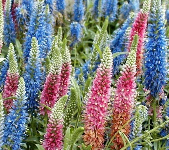 Veronica Longifolia Seeds, 160 Seeds, Mixed Colors, Perennial Flower Seeds - Image 1