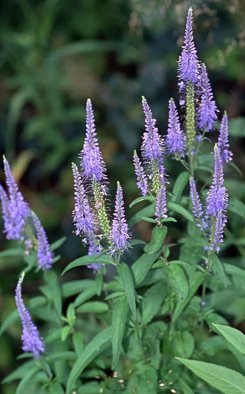 Veronica Longifolia Seeds, 160 Seeds, Mixed Colors, Perennial Flower Seeds - Image 2