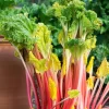Victoria Rhubarb Bare Roots - 15 Pack, 4-6 Inch, Hardy Perennial for Outdoor Garden - Image 1