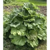 Victoria Rhubarb Crowns - Set of 5 Giant Roots for Planting Raspberry Red Stalks Hardy Perennial - Image 1