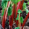 Victoria Rhubarb Roots - 10 Pack Bare Root Perennial Plant for Garden, 3-5 Inch Tall - Image 1