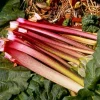 Victoria Rhubarb Roots - 5 Pack Bare Root Rhubarb Crowns for Planting, Hardy Perennial Vegetable, 4-6 Inch - Image 1